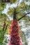 Bright Red Vine Climbing Pine Tree to the Sky