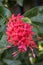 Bright Red West Indian Jasmine Ixora Tropical Flowers Honolulu Hawaii