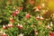 Bright red and white flowers of Salvia microphylla Hot Lips cult