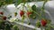 Bright red and white strawberries grow hanging in a closed garden