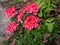 Bright red with white stripe verbena flower, buds and leaves