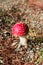 Bright red wild poisonous Fly Agaric mushroom