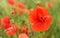 Bright red wild poppies growing in green field, closeup detail, only flower bloom head with rain water drops in focus