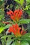 Bright red wildflowers in rain forest.