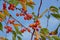 Bright red winterberries and green and yellow leafs on a clear blue sky