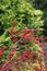 Bright red winterberries ilex verticillata on bare branches