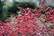 Bright red winterberries ilex verticillata on bare branches