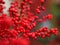 Bright red winterberry shrub