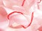 Bright red wool thick thread wrapped around a light pink satin wide ribbon chaotic sewing background