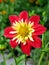 Bright red and yellow anemone-flowering dahlia