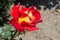 Bright Red and Yellow Bicolor Rose