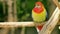 A bright red and yellow eastern rosella or Platycercus eximius parrot or parakeet is a rosella native to southeast of