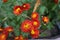 Bright red and yellow flowers of semidouble Chrysanthemums in October