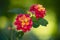 Bright red and yellow Lantana flowers