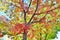 BRIGHT RED, YELLOW, & ORANGE FALL FOLIAGE