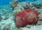 Bright Red and Yellow Pincushion Sea Star on Ocean Floor