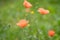 Bright red and yellow wildflowers, poppies and dandelion in meadow. Soft focus