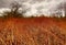 Bright reddish orange bushes in front of a dark cloudy sky and trees