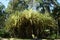 A bright representative of the tropical flora in the territory of the Isabel del Torres National Park in the Dominican Republic