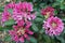 Bright rhododendron flowers in the garden. Spring signs. Beautiful
