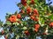 Bright ripe orange berries of Siberian Rowan in green leaves hang clusters in autumn