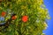 Bright ripe oranges on a tree in Old Town Menton, French Riviera, France