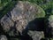 Bright rocks covered with green algae