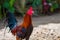 Bright rooster. 2017 Chinese new year symbol. Colorful feathers of rooster.