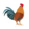 Bright Rooster bird. Farm, domestic or poultry icon.
