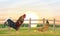 A bright rooster, chicken and little chicks stands on a green meadow with fence at sunset.