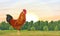 A bright rooster stands on a green meadow at sunset. Domestic bird.