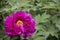 Bright Rose fuchsia color Peony flower Paeonia suffruticosa or tree peony, spring background