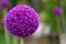 The bright round alium flower macro shot