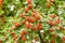 Bright Rowan berries on a tree in September, texture, background