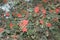 Bright rowan berries turn red on the tree in late summer