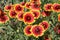 Bright rudbeckia bloom in the garden in summer