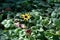 Bright rudbeckia flower in a summer garden