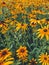 Bright rudbeckia flowers