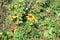 Bright rudbeckia flowers in a summer garden