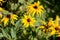 Bright rudbeckia flowers in a summer garden