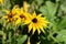 Bright rudbeckia flowers in a summer garden