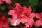 Bright salmon pink azalea has a white streak on the petal in full bloom