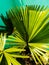 bright saribus rotundifolius commonly called bottle palm