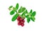 Bright saturated branch of cranberries, cowberries, lingonberries, foxberries with fresh beautiful leaves twig, plant