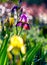 Bright saturated floral background with blur and bokeh . Glade or meadow with blooming garden yellow purple and lilac iris.