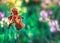 Bright saturated floral background with blur. Close-up blooming garden red brown iris. Selective focus and blurring