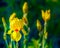 Bright saturated floral background with blur. Glade or meadow with blooming garden yellow iris.