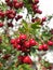 Bright scarlet hawthorn berries on a thin branch.