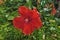 Bright scarlet hibiscus, close-up. The flower is open