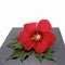 Bright scarlet hibiscus flower and green leaves on a black stone tile